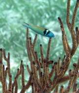 Image of Bluehead Wrasse