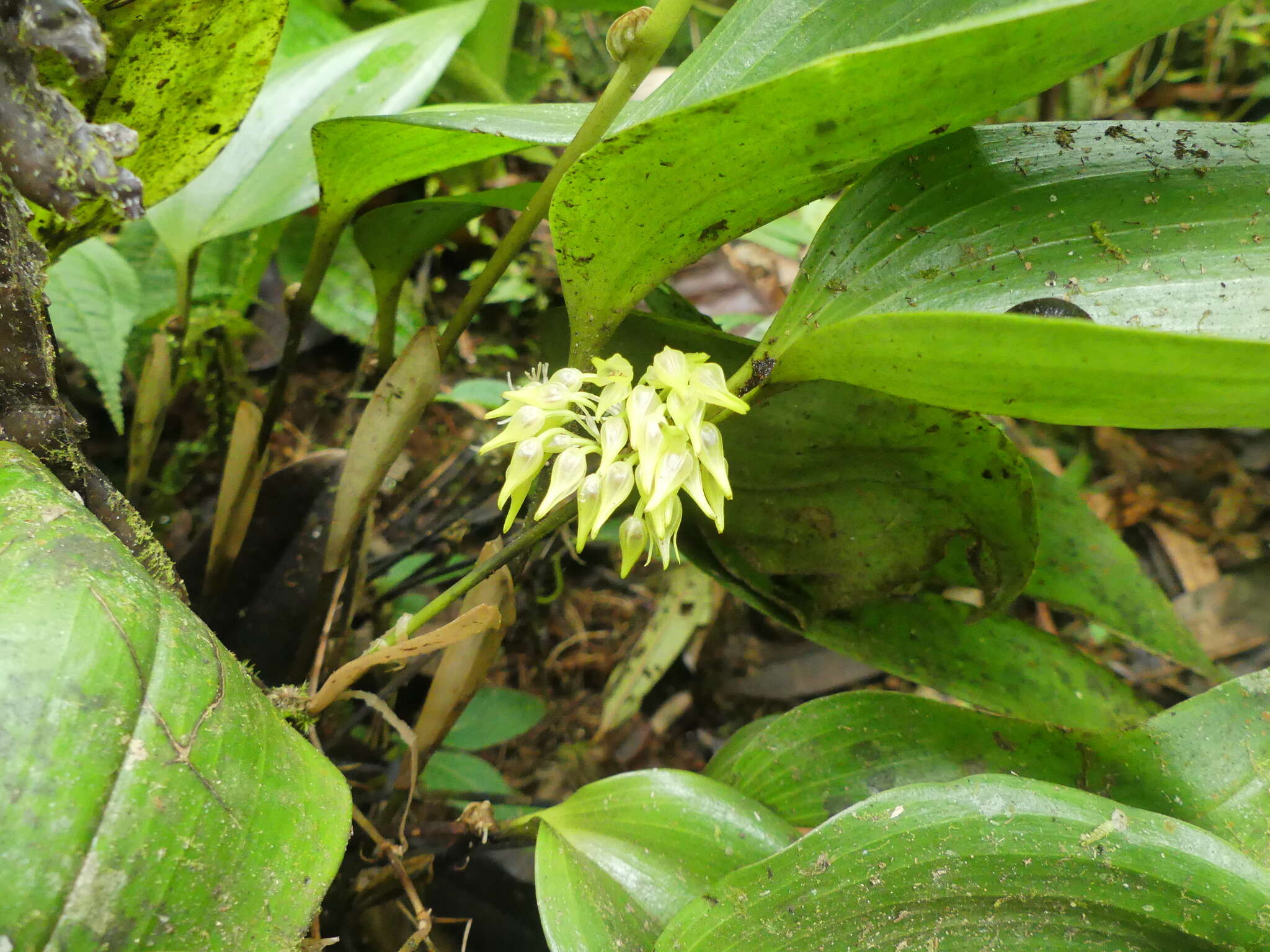 Image of Green bonnet orchid