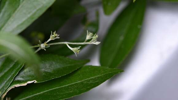 Image of Chiropetalum schiedeanum (Müll. Arg.) Pax