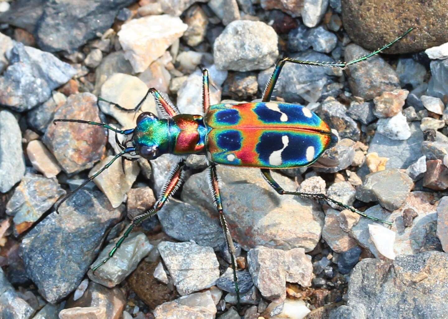 Image of tigerbeetle