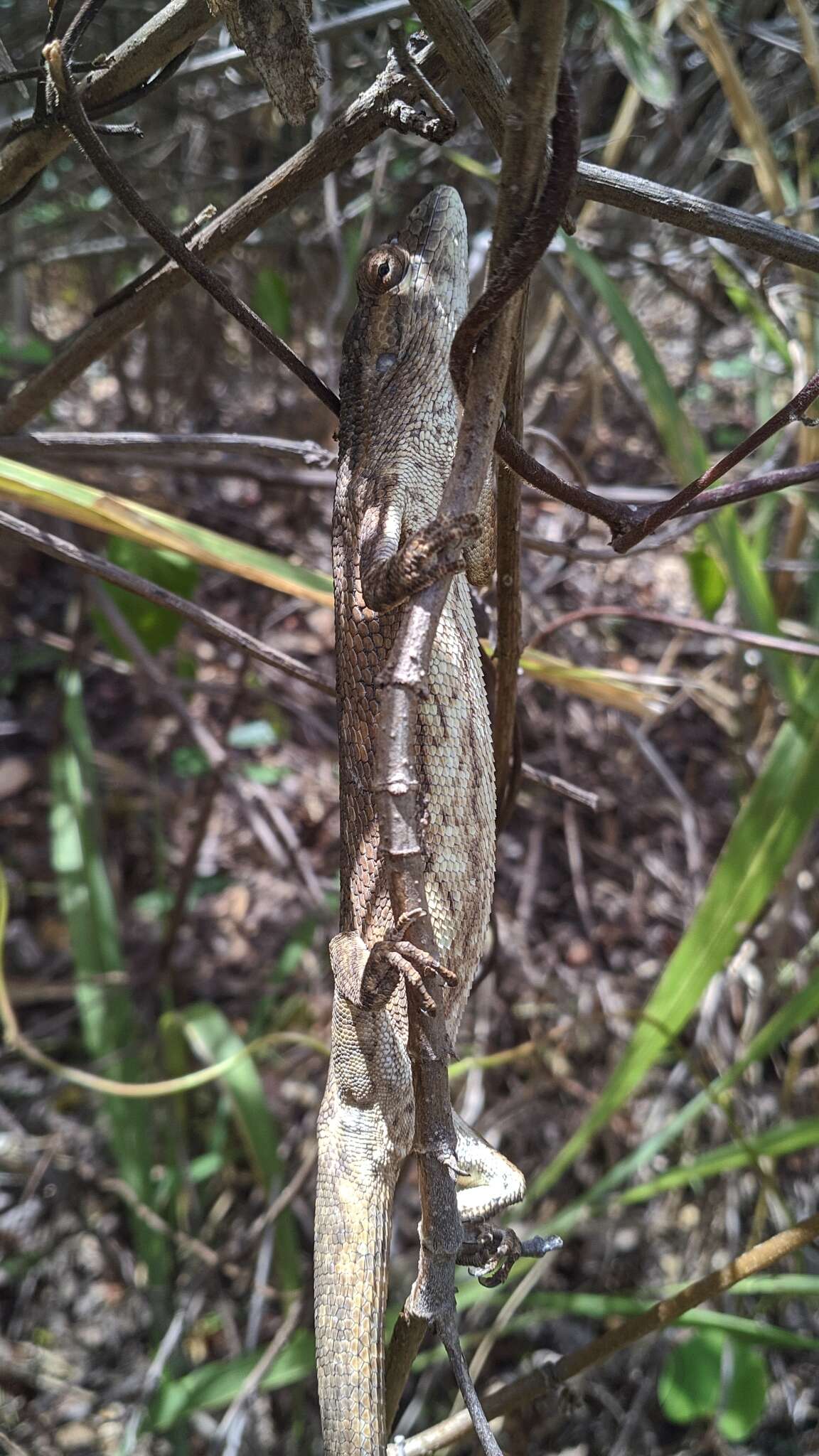 Image of Brazilian Bush Anole