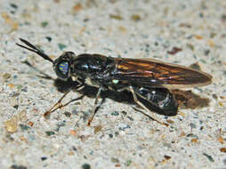 Image of Black Soldier Fly