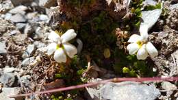 صورة Lobelia macrodon (Hook. fil.) Lammers