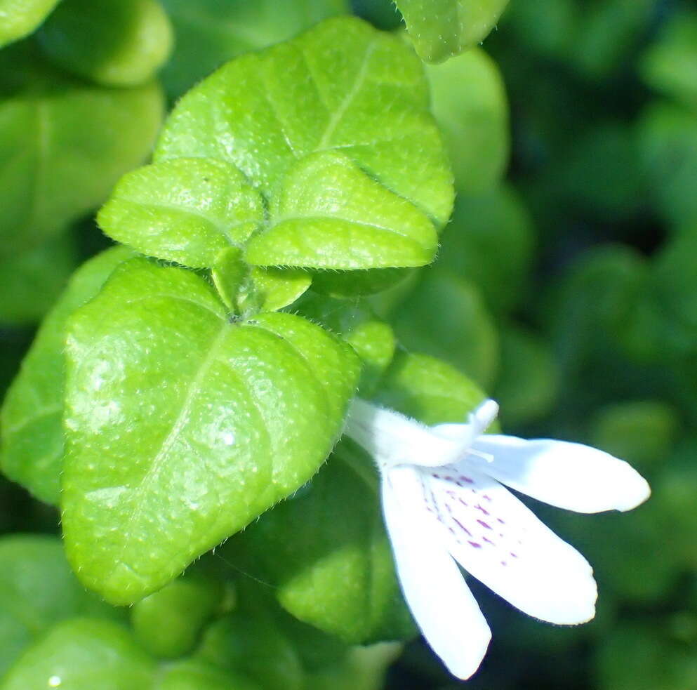 Image of Justicia tubulosa subsp. lateovata (C. B. Cl.) J. C. Manning & Goldblatt