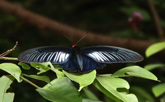 Image of Atrophaneura varuna (White 1842)