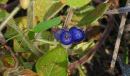 Image of yerba de guava