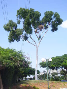 Image of lemonscented gum