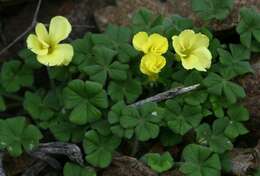 Image of Oxalis lasiorrhiza Salter