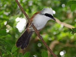 Image of White-crested Laughingthrush