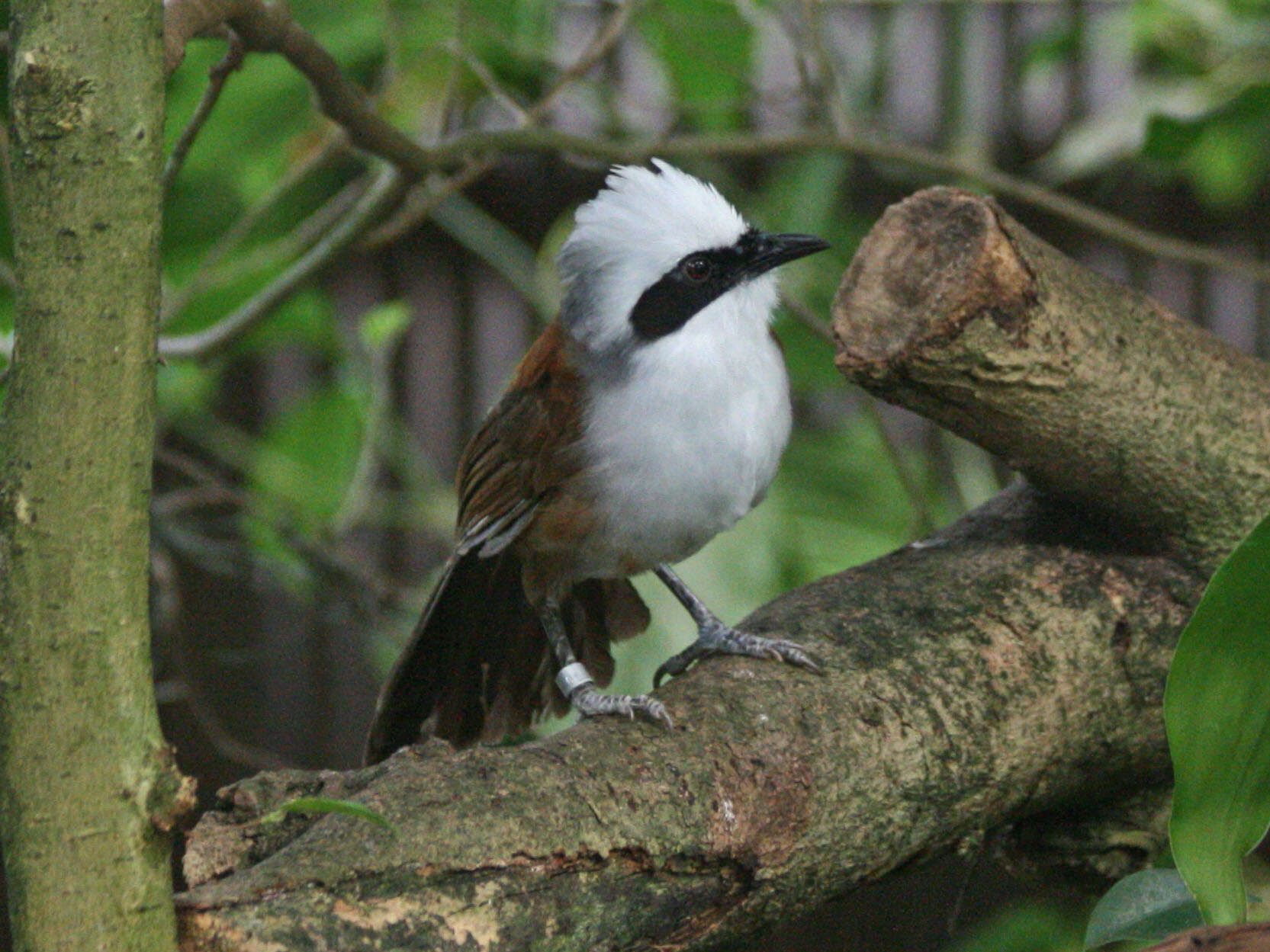 Image of White-crested Laughingthrush