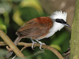 Image of White-crested Laughingthrush