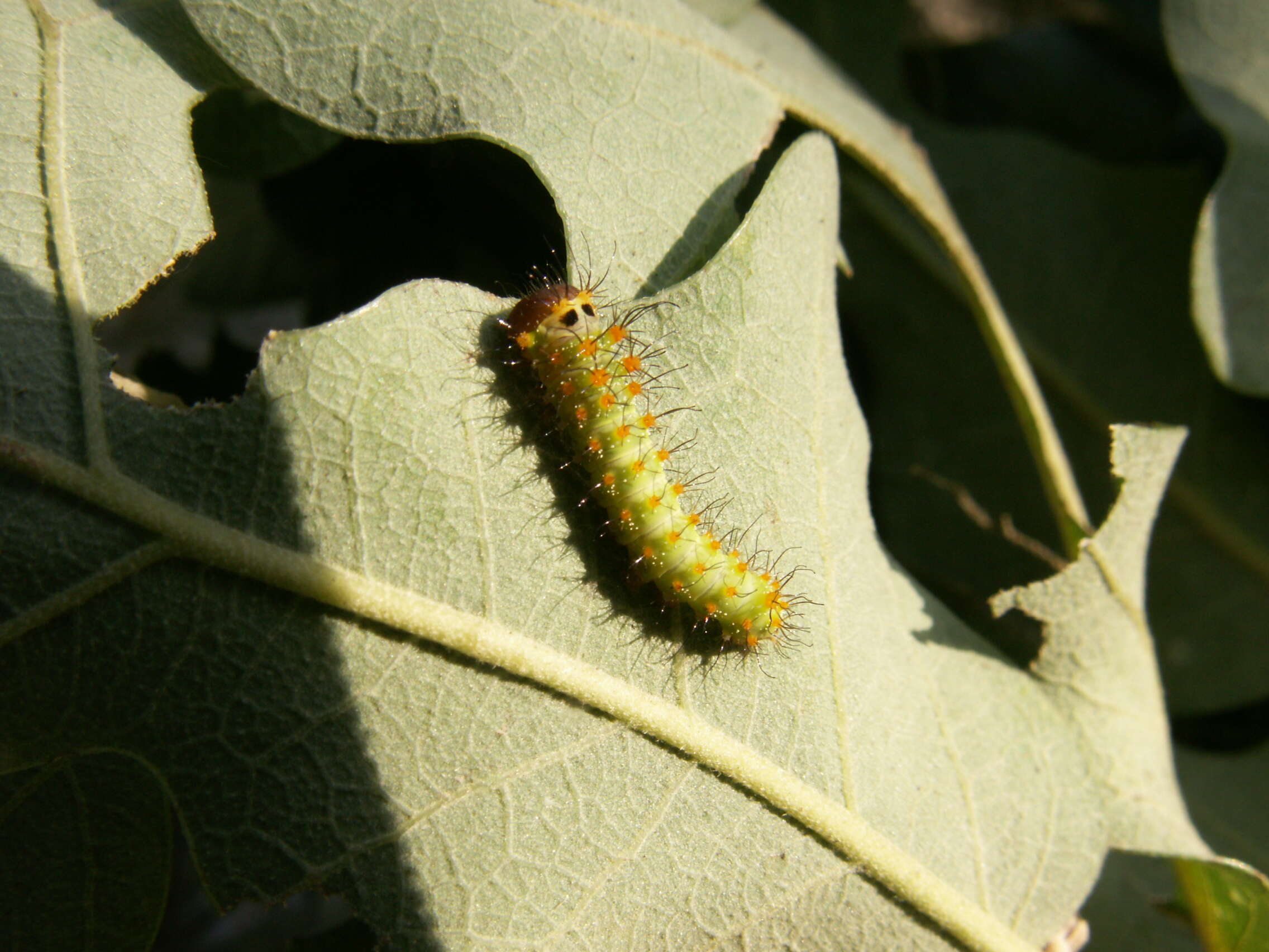 صورة Antheraea pernyi (Guérin-Méneville 1855)