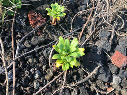 Lysimachia mauritiana Lam. resmi