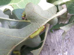 صورة Antheraea pernyi (Guérin-Méneville 1855)