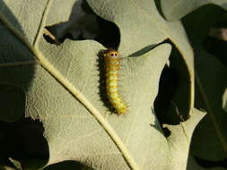 صورة Antheraea pernyi (Guérin-Méneville 1855)