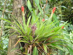 Image of Guzmania donnellsmithii Mez ex Donn. Sm.