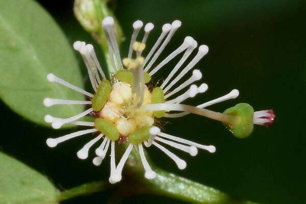 Image de Euphorbia mexiae Standl.