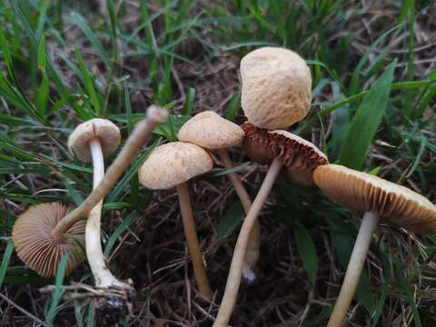 Image de Agrocybe retigera (Speg.) Singer 1951