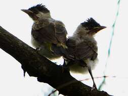 Image of Sooty-headed Bulbul