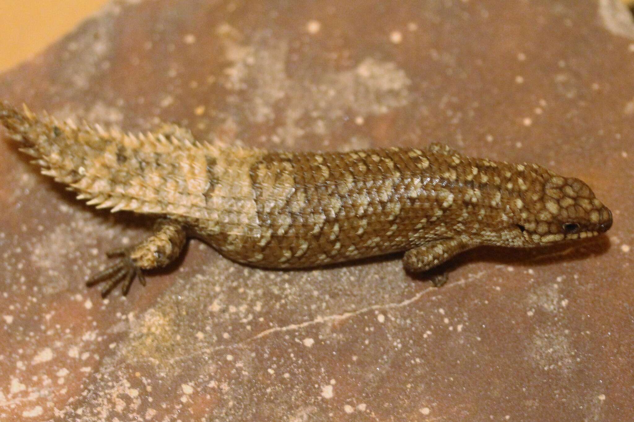 Image of Gidgee Skink