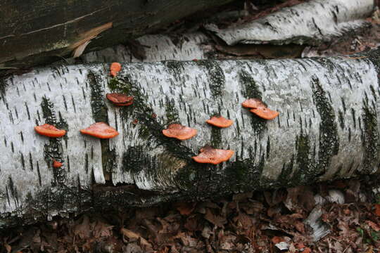 Imagem de Pycnoporus cinnabarinus (Jacq.) P. Karst. 1881