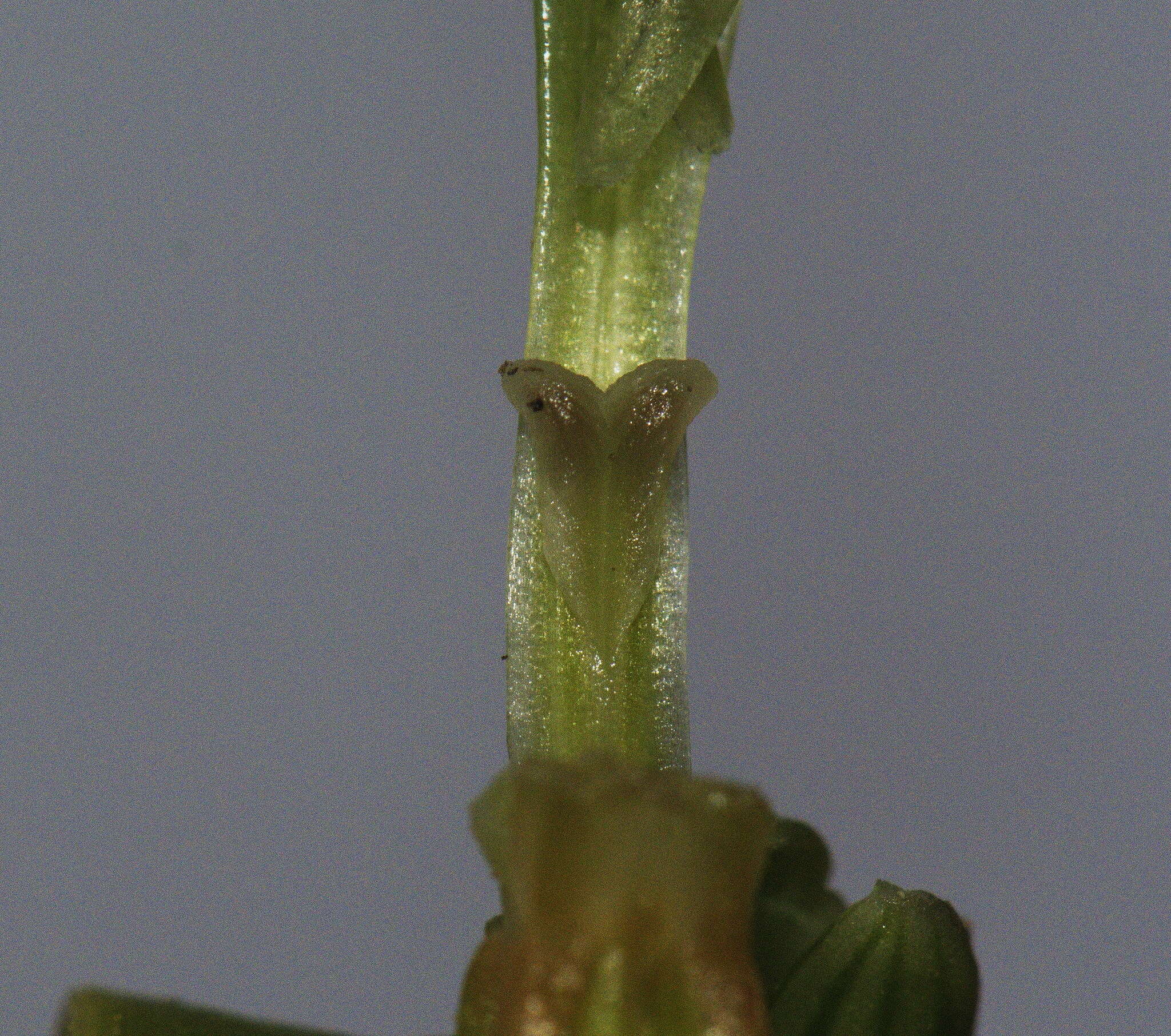 Image of Pterostylis cardiostigma D. Cooper