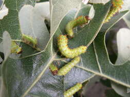 صورة Antheraea pernyi (Guérin-Méneville 1855)