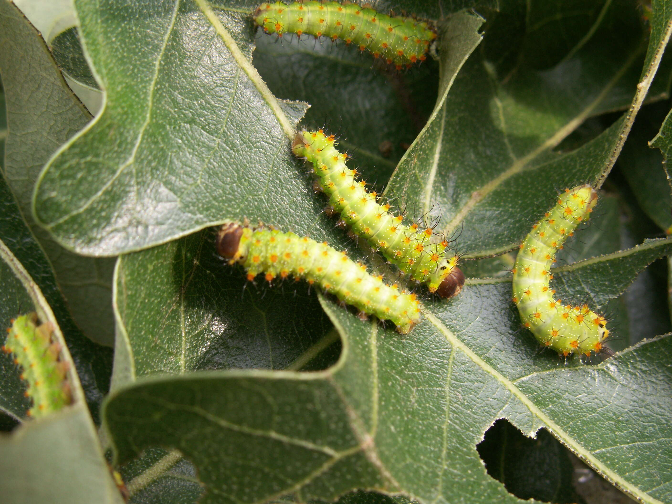 صورة Antheraea pernyi (Guérin-Méneville 1855)