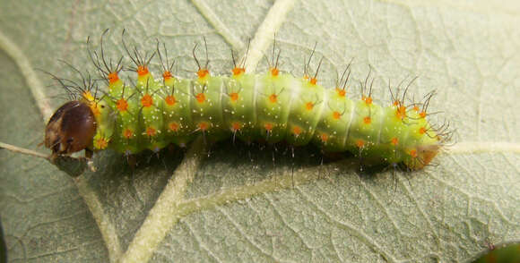 Image of Chinese Tasar Oak Moth