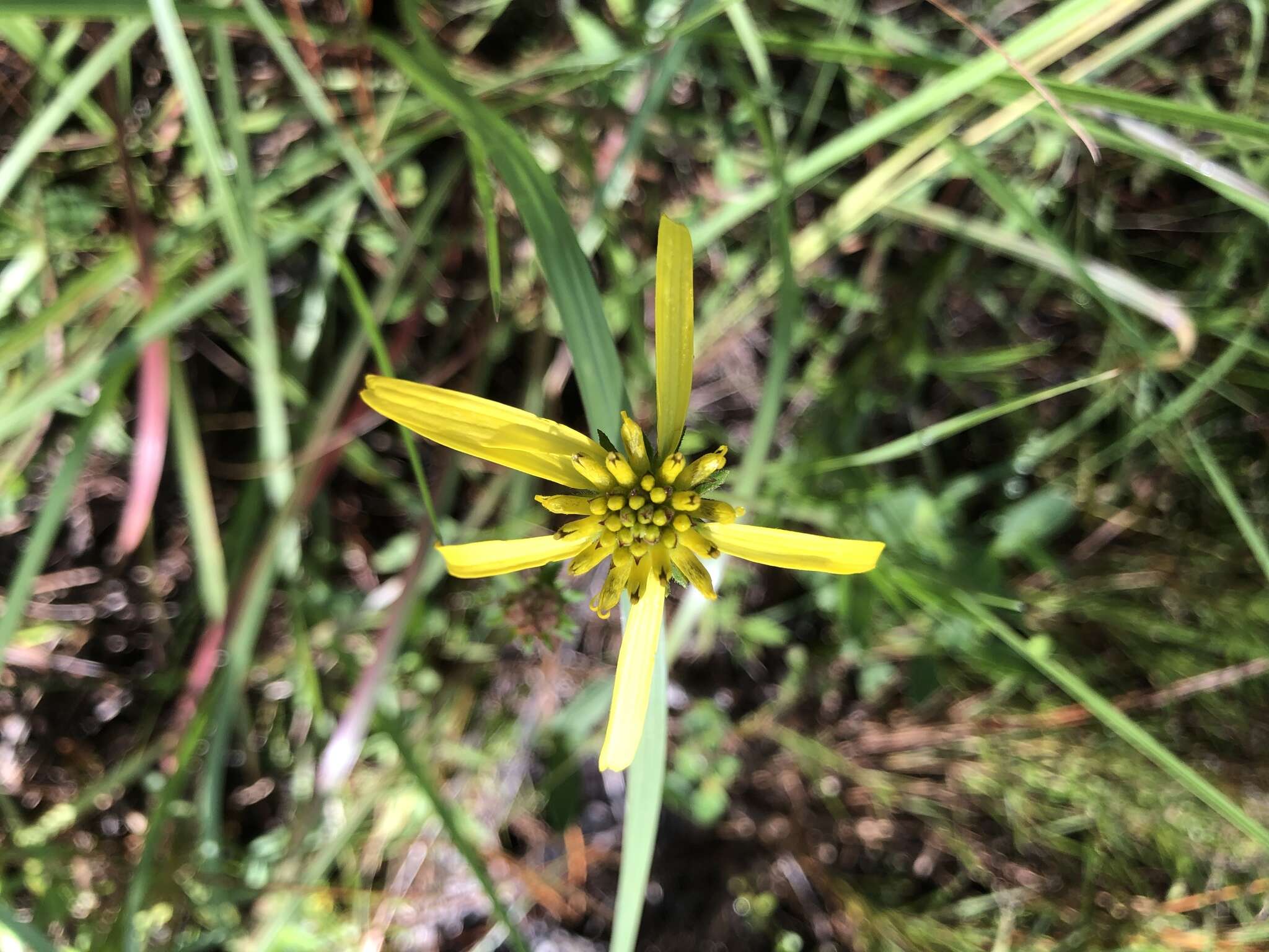 Image de Verbesina heterophylla (Chapman) A. Gray