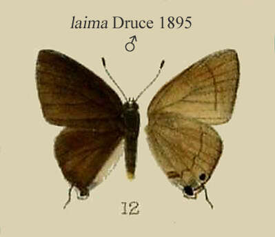 Image of Rapala suffusa (Moore 1878)