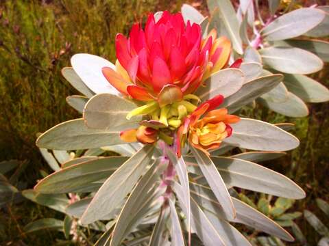 Image de Protea nitida Mill.