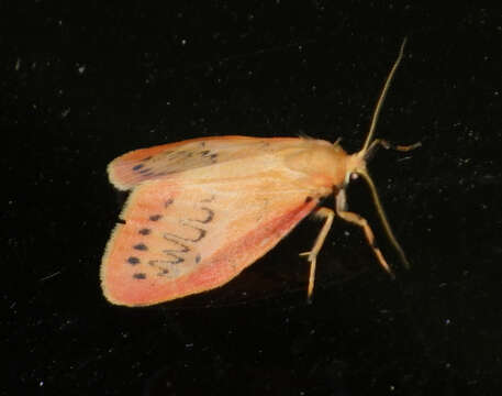 Image of rosy footman