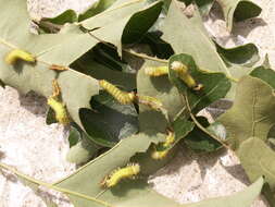 Antheraea pernyi (Guérin-Méneville 1855) resmi