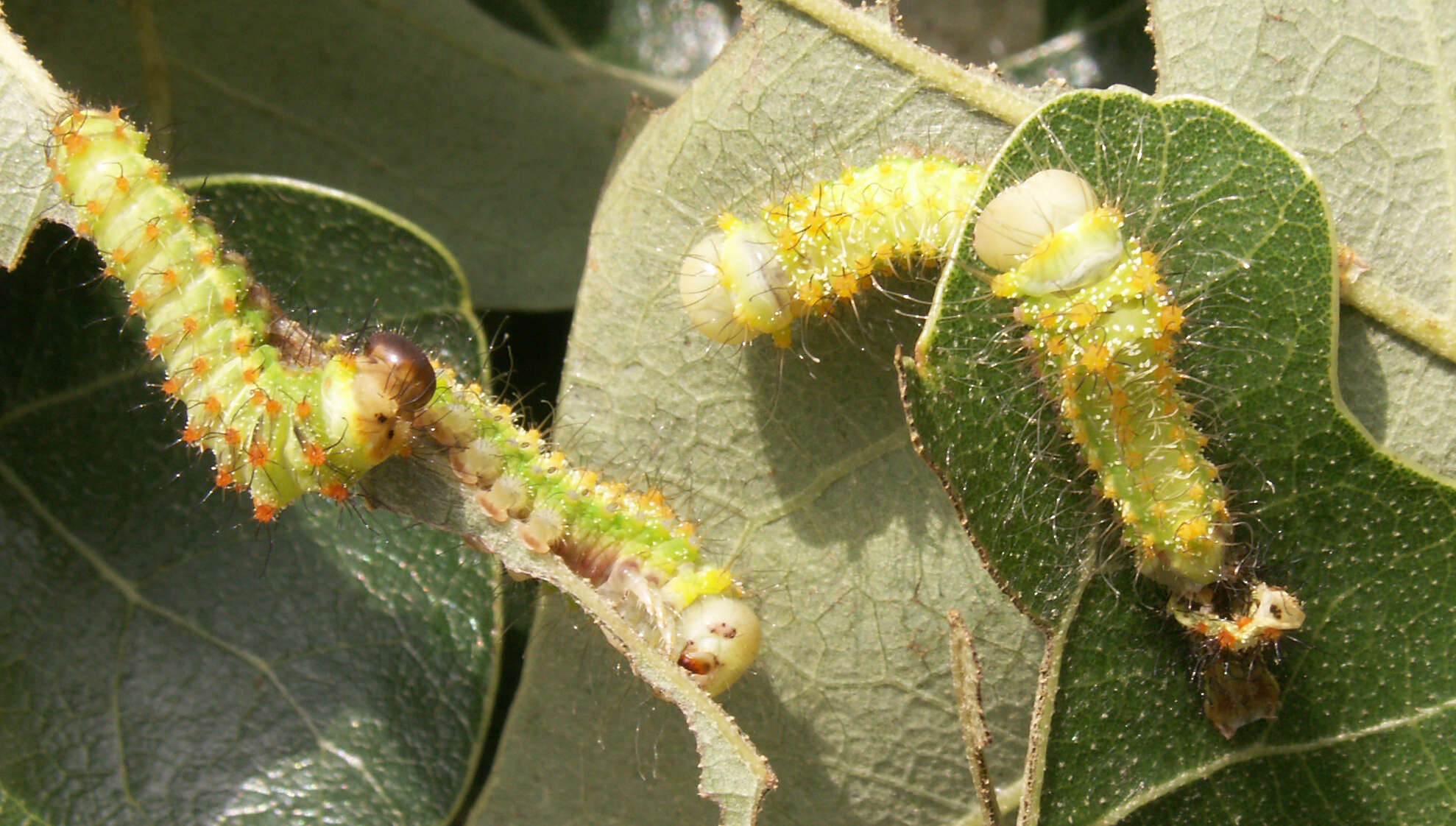 صورة Antheraea pernyi (Guérin-Méneville 1855)