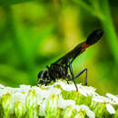 Слика од Ammophila nigricans Dahlbom 1843