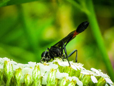 Слика од Ammophila nigricans Dahlbom 1843