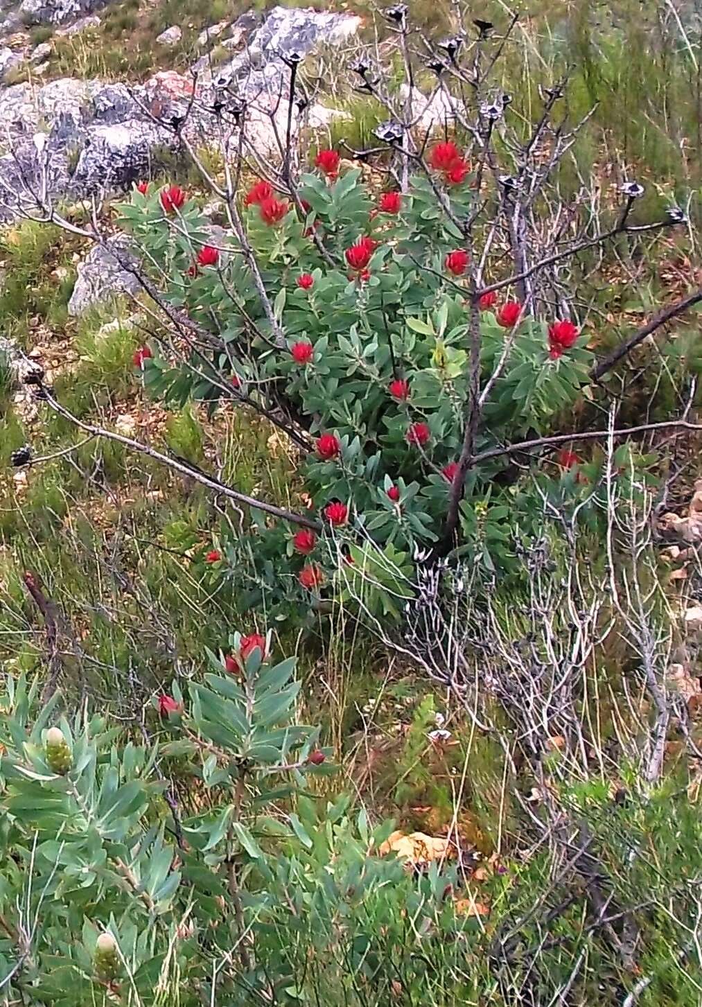 Image of Wagon tree