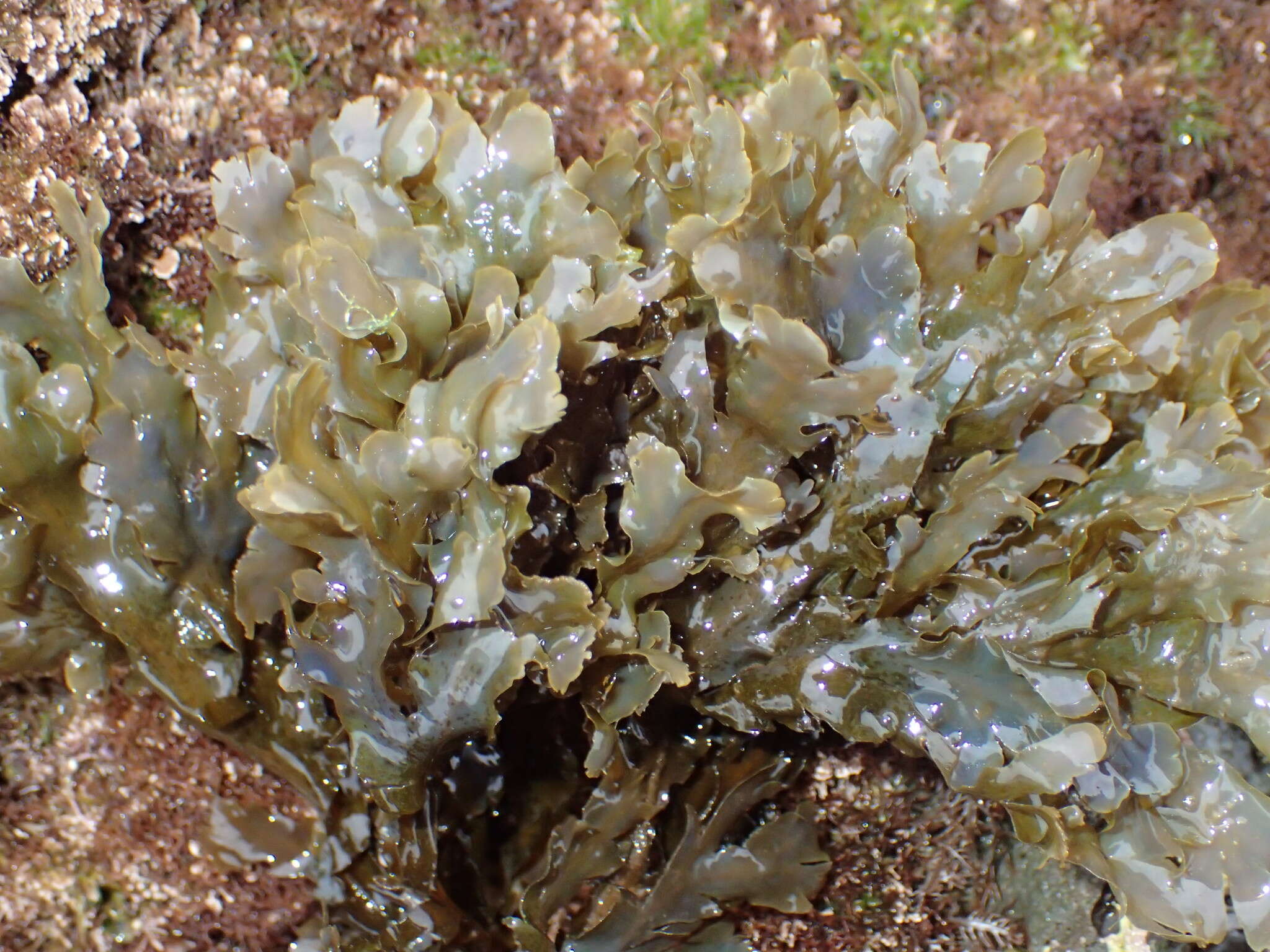 Plancia ëd Dictyopteris undulata