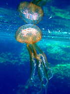 Image of Purplestriped jellyfishes