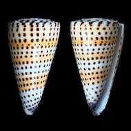 Image of lettered cone