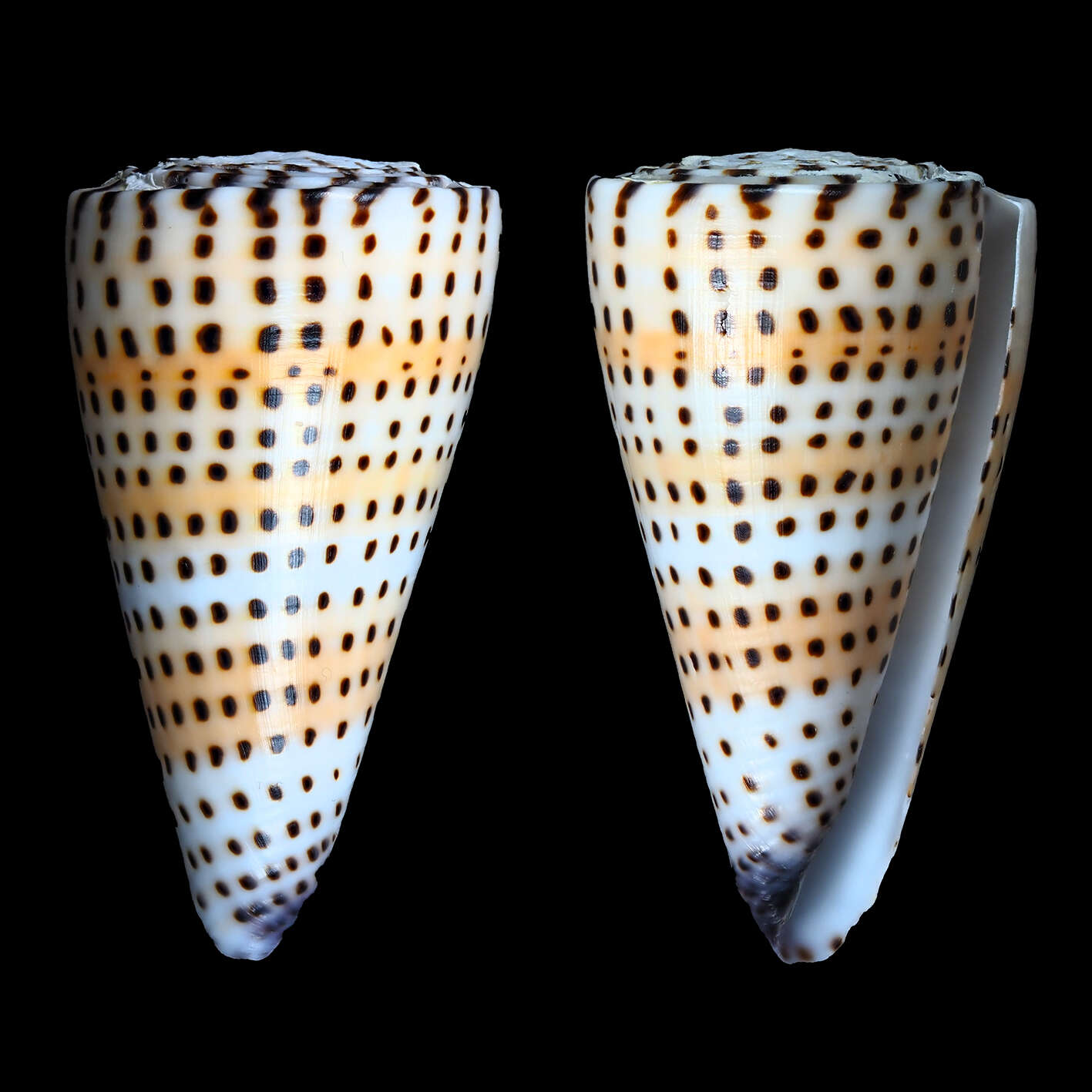 Image of lettered cone