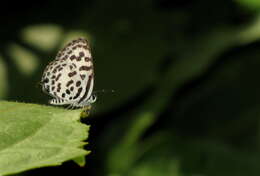 Image of Common Pierrot