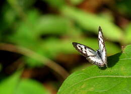 Image of Common Pierrot