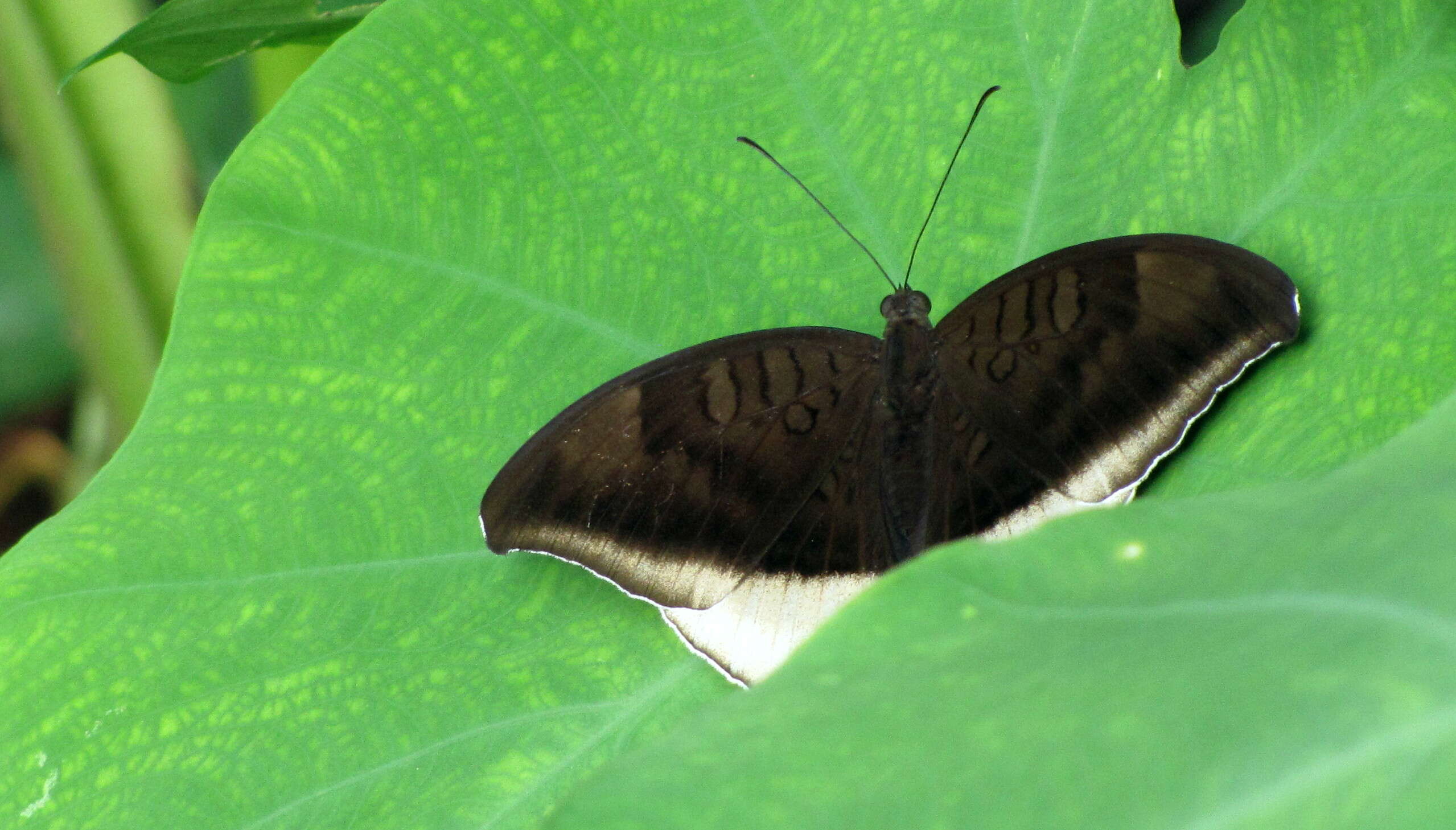 Image of Tanaecia lepidea Butler 1868