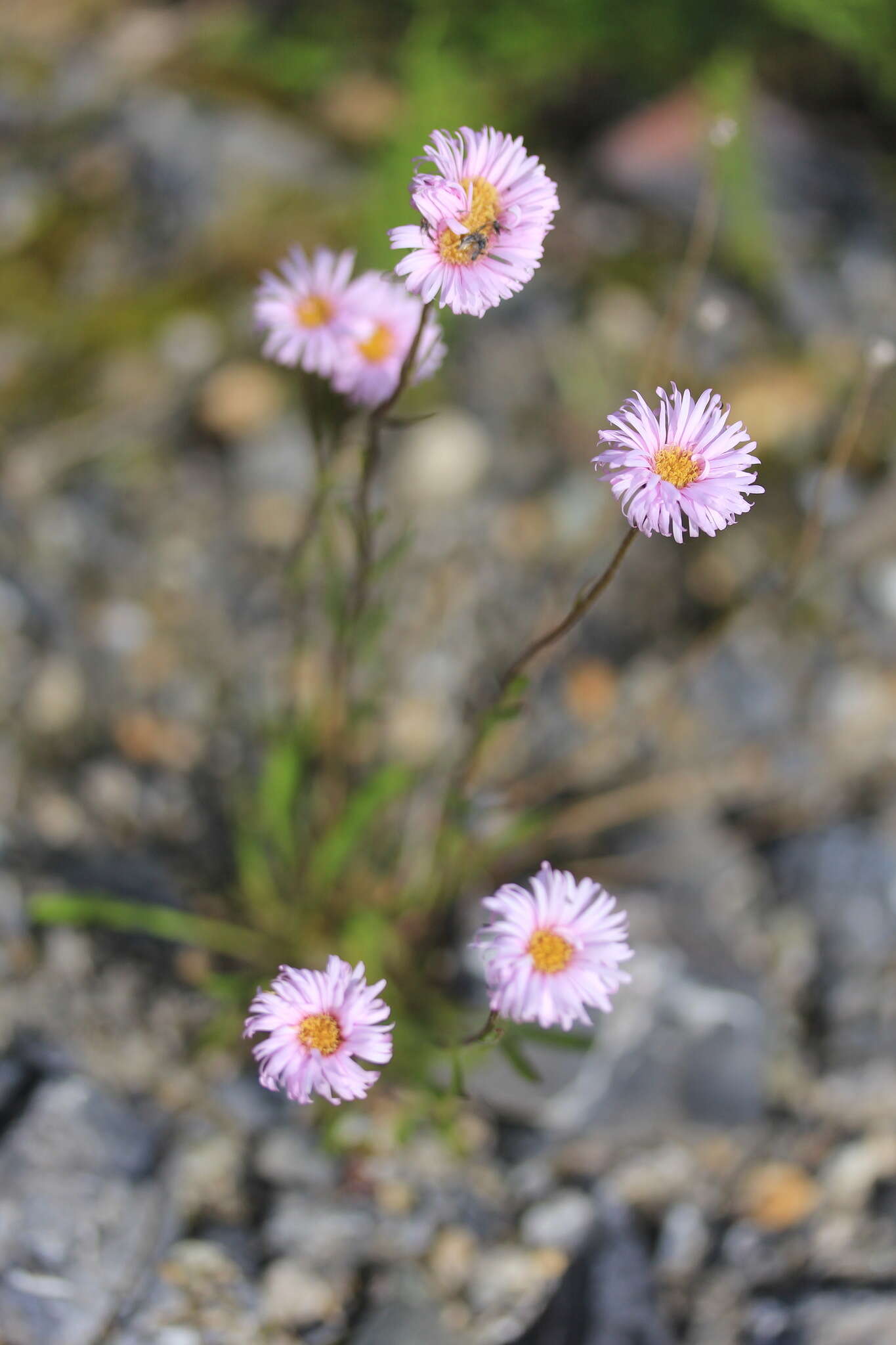 Image of Erigeron silenifolius (Turcz. ex DC.) Botsch.