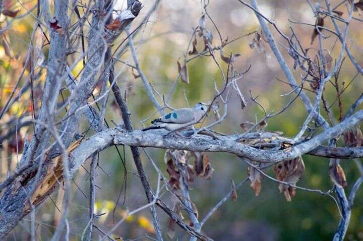 صورة Turtur chalcospilos (Wagler 1827)