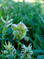 Image of chickpea milkvetch