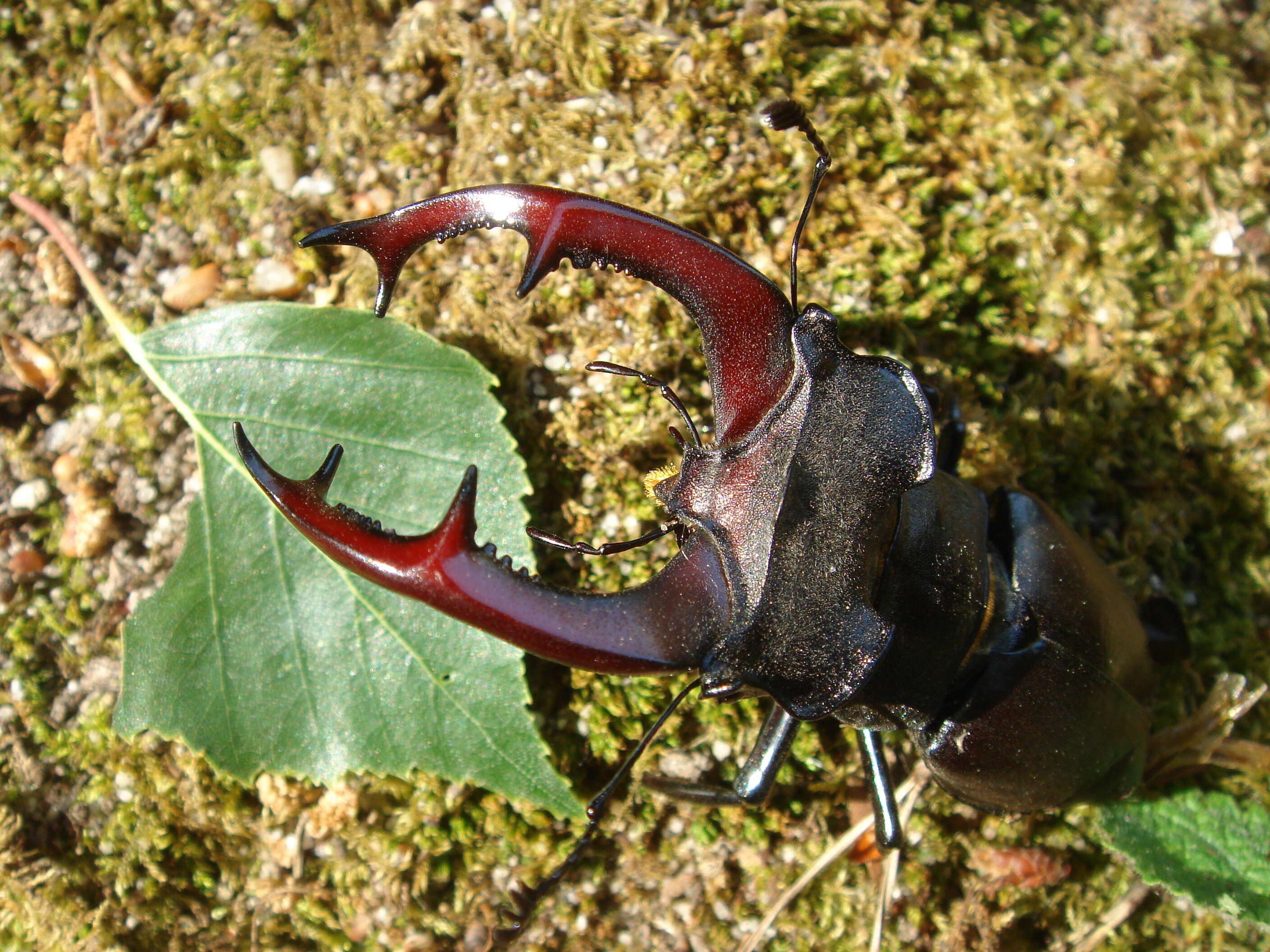 Image of Stag beetle