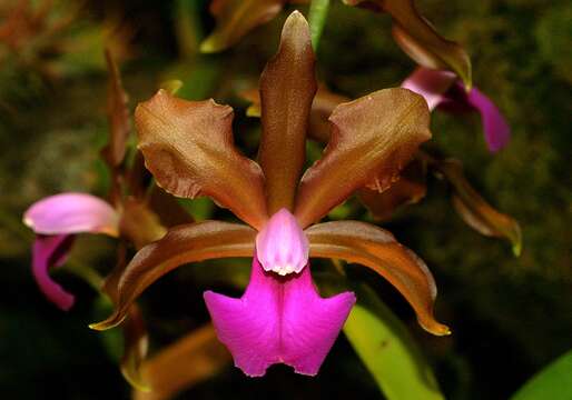 Imagem de Cattleya bicolor Lindl.